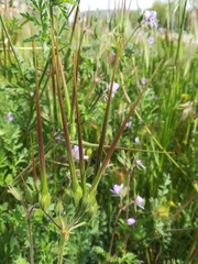 Erodium ciconium
