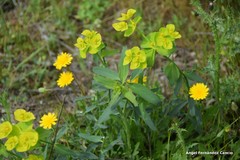 Leontodon longirostris