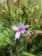 Erodium ciconium