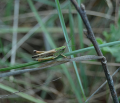 Chorthippus apicalis