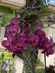 Phalaenopsis