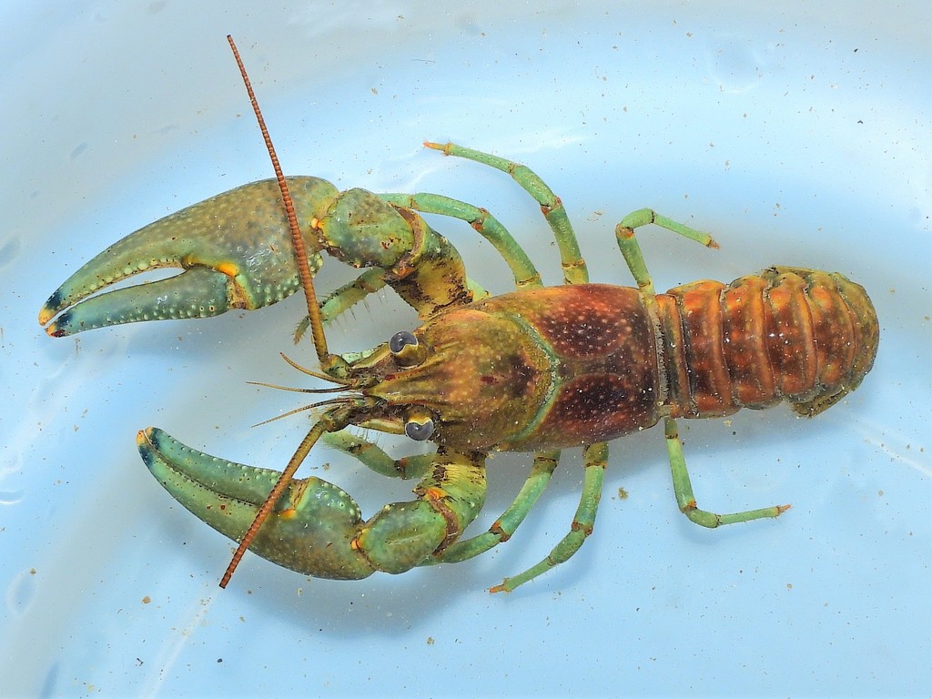 Rusty Crayfish