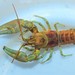 Rusty Crayfish - Photo (c) Emilio Concari, some rights reserved (CC BY-NC), uploaded by Emilio Concari