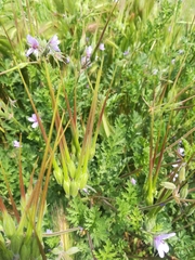 Erodium ciconium