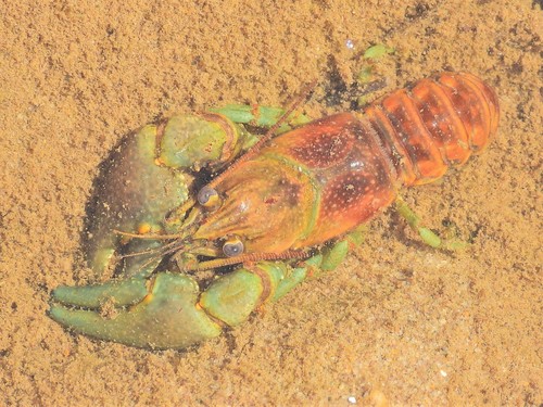 Rusty Crayfish, photo 3 of 10