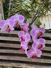 Phalaenopsis