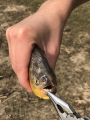 Pygocentrus nattereri