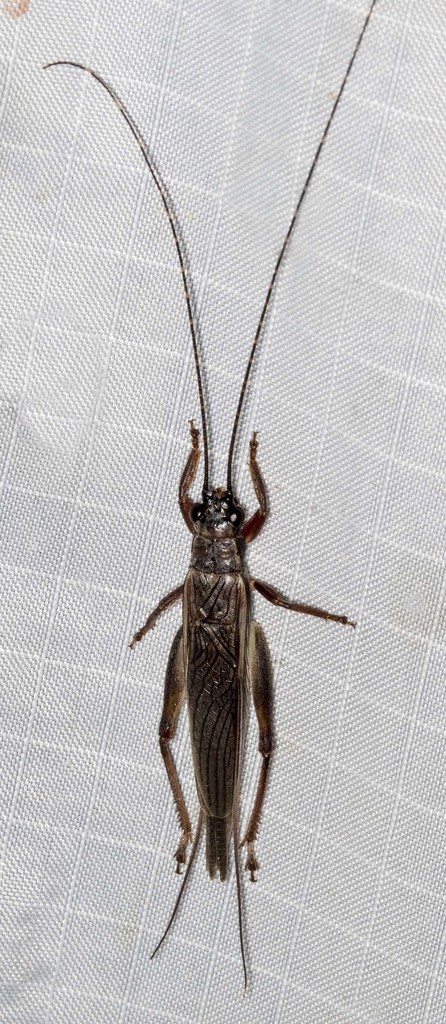 Flat-bodied Bush Crickets