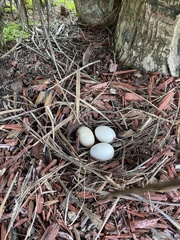 Cairina moschata domestica