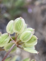 Lomatium foeniculaceum