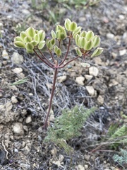 Lomatium foeniculaceum