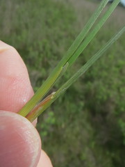 Juncus oxymeris