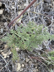 Lomatium foeniculaceum