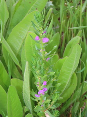 Lythrum junceum