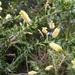 Broad-leaf Prickly Moses - Photo (c) Nick Singers, some rights reserved (CC BY-NC), uploaded by Nick Singers