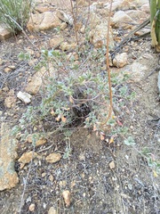 Acmispon argyraeus argyraeus