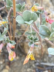 Acmispon argyraeus argyraeus