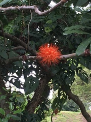Brownea macrophylla