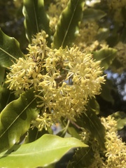 Pittosporum eugenioides