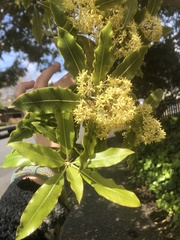 Pittosporum eugenioides