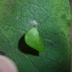 Episcada hymenaea hymenaea