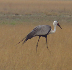 Bugeranus carunculatus