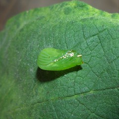 Episcada hymenaea hymenaea