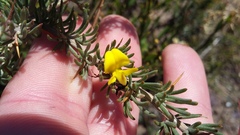 Aspalathus spinosa spinosa