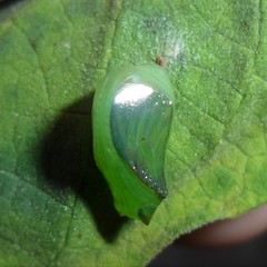 Episcada hymenaea hymenaea