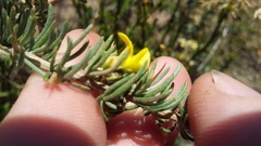 Aspalathus spinosa spinosa