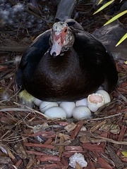 Cairina moschata domestica