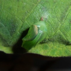 Episcada hymenaea hymenaea