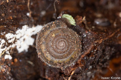 Vespericola marinensis