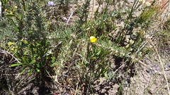 Aspalathus spinosa spinosa