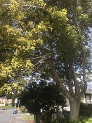 Pittosporum eugenioides