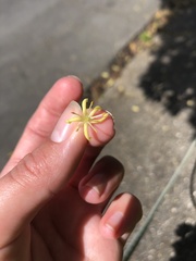 Pittosporum eugenioides