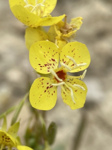 Chylismia claviformis (Chylismia claviformis)