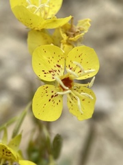 Chylismia claviformis cruciformis