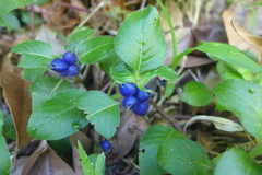 Coccocypselum herbaceum