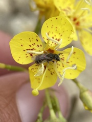 Chylismia claviformis cruciformis