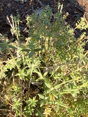 Galium martirense