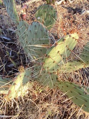Opuntia mojavensis
