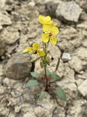 Chylismia claviformis cruciformis