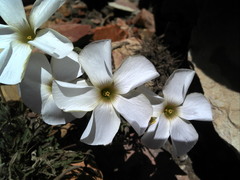 Oxalis bifurca