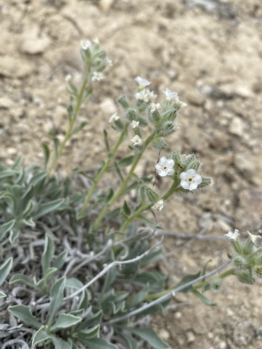 Malheur Cryptantha (Oreocarya propria)