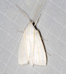 Cryptophasa flavolineata