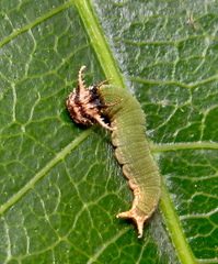 Charaxes wakefieldi