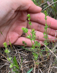 Galium virgatum