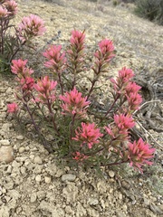 Castilleja angustifolia angustifolia