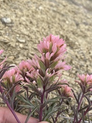 Castilleja angustifolia angustifolia